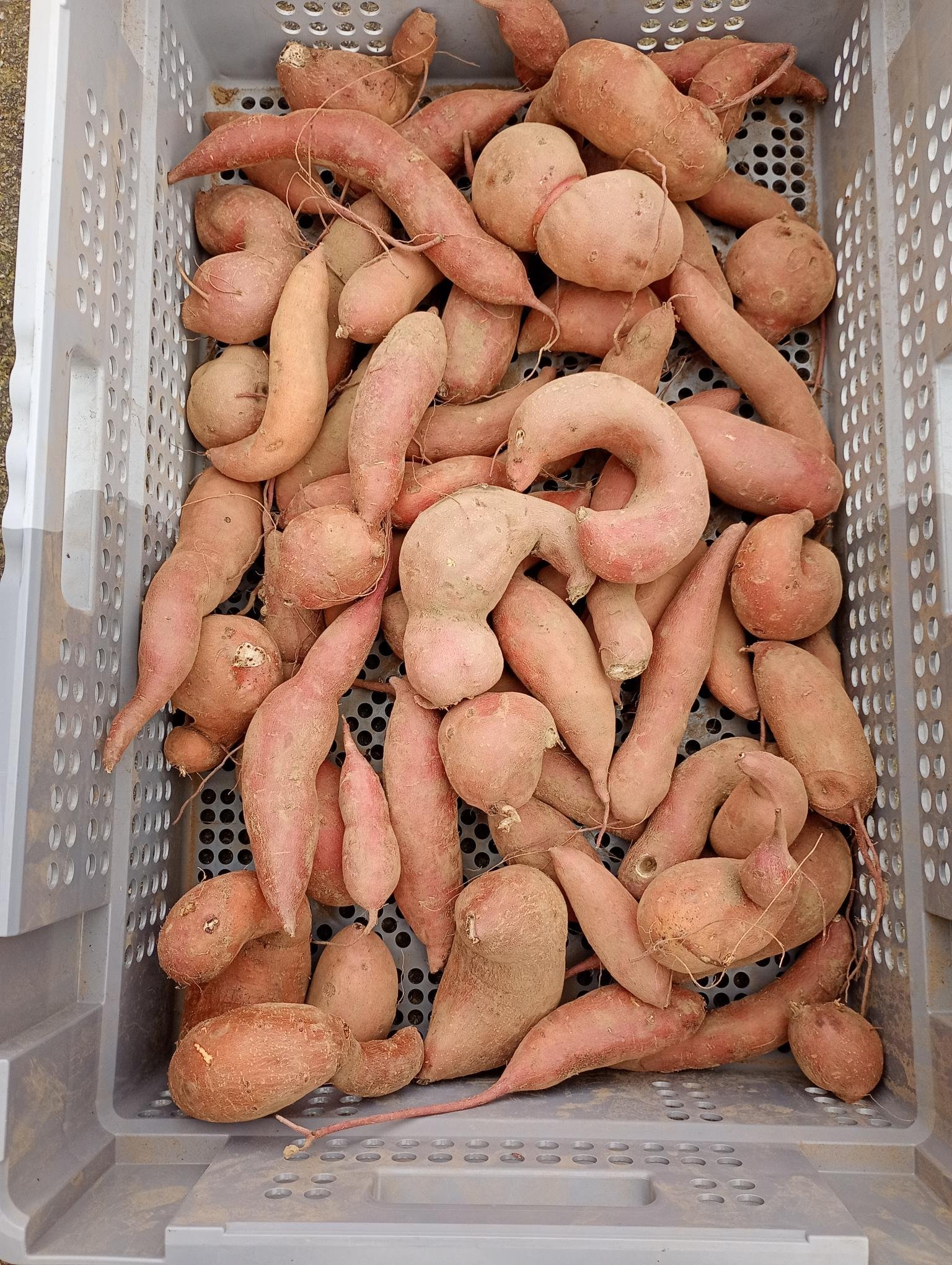PATATE DOUCE - déclassée - 1 kg - 3 € -